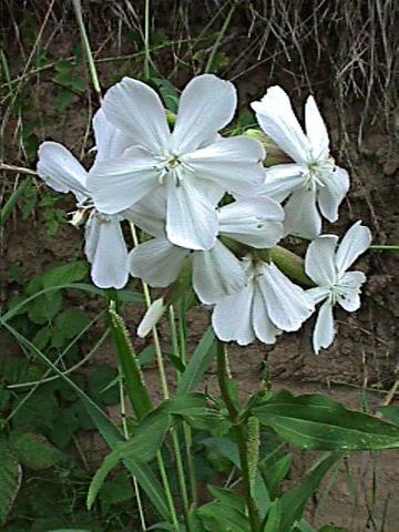 Saponaria officinalis flore alba, Echtes Seifenkraut - 26.07.1998 March, Dreisam