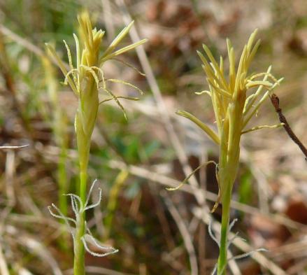 Carex alba, Weiße Segge - 09.04.2009 Grißheim, Rheinauen