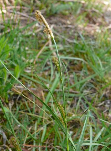 Carex distans, Entferntährige Segge - 30.04.2009 Wasenweiler Ried, Angelsee