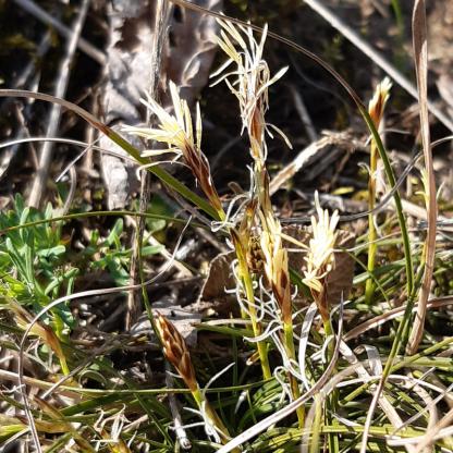 Carex humilis, Erd-Segge - 08.03.2021 Kaiserstuhl, Oberbergen
