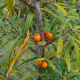 htm/hippophae_rhamnoides_frucht.htm