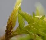 Entodontaceae - Zwischenzahnmoose