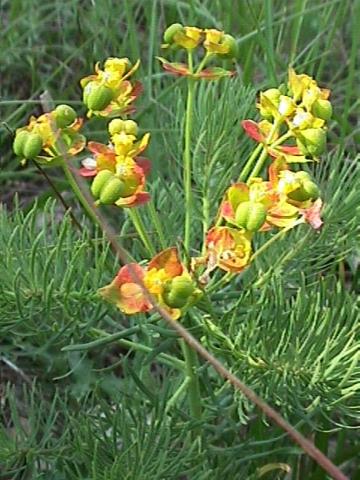 Euphorbia cyparissias, Zypressen-Wolfsmilch - 02.06.2000 Südfrankreich, Serannes-Gebirge