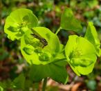 Euphorbiaceae - Wolfsmilchgewächse