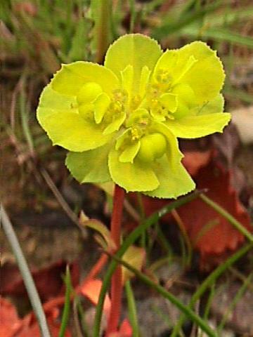 Euphorbia helioscopia, Sonnenwend-Wolfsmilch - 16.04.2000 Gundelfingen, Ruderalfläche