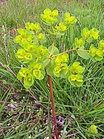 Euphorbia helioscopia, Sonnenwend-Wolfsmilch - 16.04.2000 Gundelfingen, Ruderalfläche