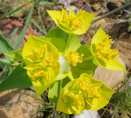 Euphorbia serrata, Gezähnte Wolfsmilch - 18.04.2014 Südfrankreich, Dynamite