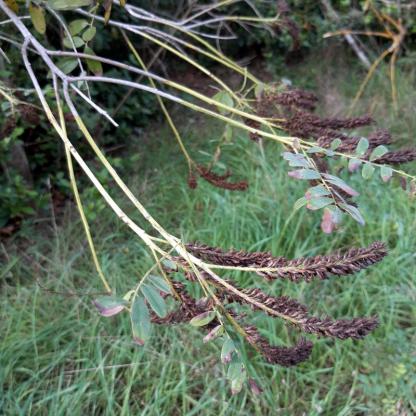 Amorpha fruticosa, Bastardindigo - 17.10.2022 Tarascon, Fußweg an der Rhone