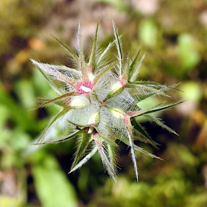Trifolium stellatum, Sternklee - 09.06.2019 Rheinhausen, Neustädtle, Garten