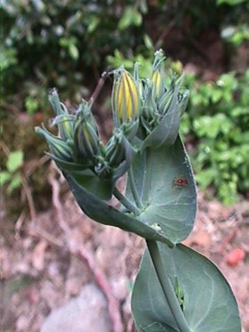 Blackstonia perfoliata, Durchwachsenblättriger Bitterling - 04.06.2000 Südfrankreich, Serannes-Gebirge