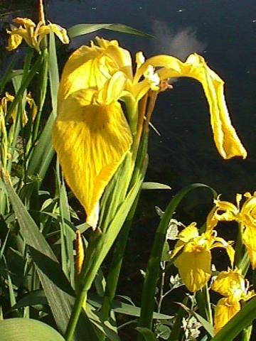 Iris pseudacorus, Wasser-Schwertlilie - 21.05.2002 Mooswald, Große Richtstatt