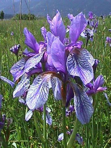 Iris sibirica, Sibirische Schwertlilie - 07.06.2001 Murnauer Moos, Hochmoor