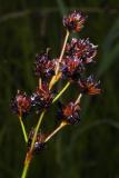 Juncaceae - Binsengewächse