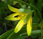Liliaceae - Liliengewächse