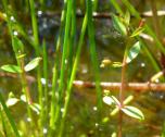 Linderniaceae - Büchsenkrautgewächse
