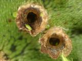 Marchantiaceae - Echte Lebermoose