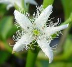 Menyanthaceae - Fieberkleegewächse