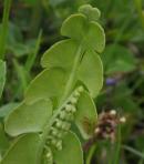 Ophioglossaceae - Natternzungengewächse