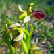 htm/ophrys_araneola_bluete.htm