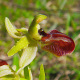 htm/ophrys_araneola_bluetendetail.htm