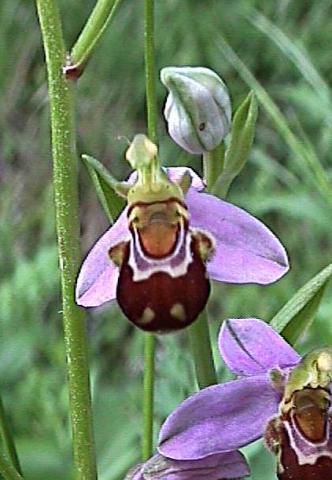 Ophrys apifera, Bienen-Ragwurz - 04.06.2000 Südfrankreich, Serannes-Gebirge