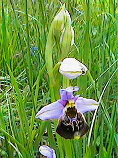 Ophrys holosericea, Hummel-Ragwurz - 14.05.1997 Taubergießen, Altrheindamm