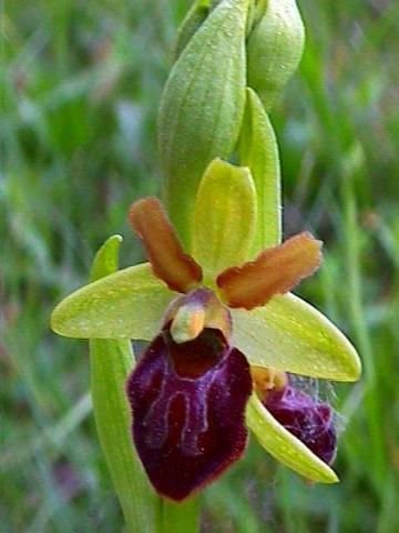 Ophrys sphegodes, Spinnen-Ragwurz - 28.04.2000 Taubergießen, Wiese