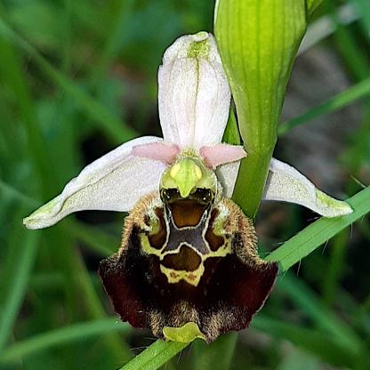 Ophrys holosericea, Hummel-Ragwurz - 12.05.2021 Rheinhausen, Ortsteil Oberhausen, Alter Hochwasserdamm