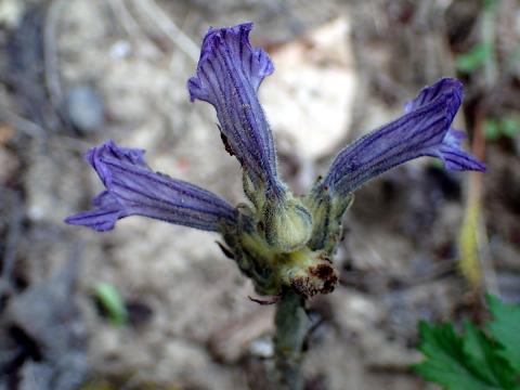 Phelipanche purpurea, Violette Sommerwurz - 31.05.2018 Kaiserstuhl, Katharinenberg