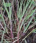 Poaceae - Süßgräser