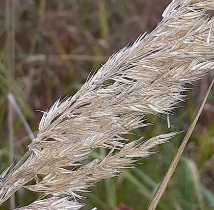 Calamagrostis epigejos, Land-Reitgras - 27.10.2019 Ortenau, Müllensee, Nasswiese, Gewässerrand