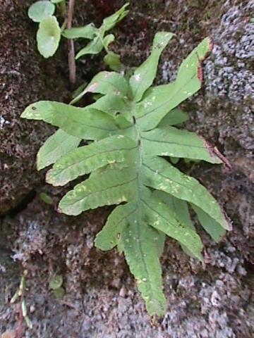 Polypodium vulgare, Gewöhnlicher Tüpfelfarn - 04.06.2000 Südfrankreich, Serannes-Gebirge