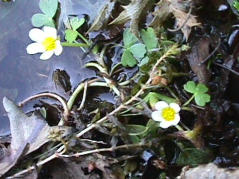 Ranunculus aquatilis, Wasser-Hahnenfuß - 02.06.2000 Südfrankreich, Serannes-Gebirge