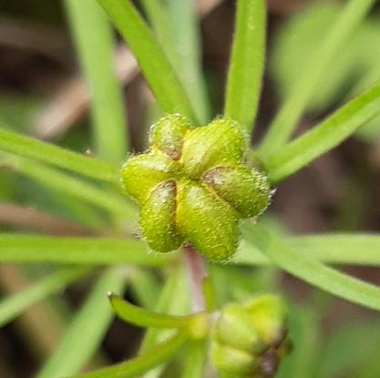 Ranunculus auricomus, Goldschopf-Hahnenfuß - 03.04.2021 Leopoldskanal, Waldrand