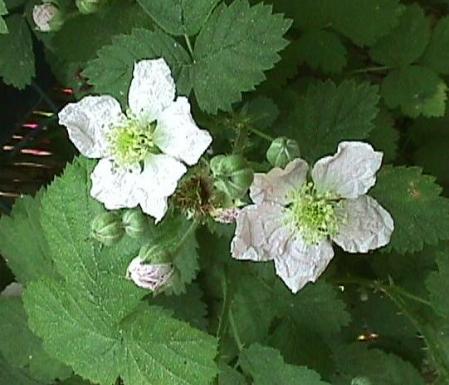 Rubus fruticosus, Echte Brombeere - 14.05.1998 Gundelfinger Mooswald, Große Richtstatt