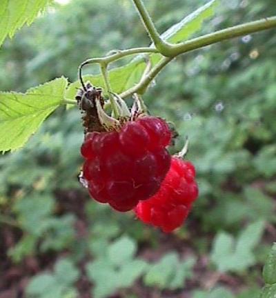 Rubus idaeus, Himbeere - 29.06.1999 Wildtal, Waldrand