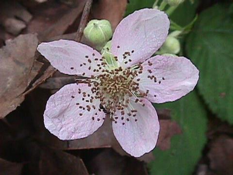 Rubus fruticosus, Echte Brombeere - 29.06.1999 Wildtal, Waldrand