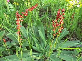 Rumex acetosella | Kleiner Sauerampfer, die Hauptfutterpflanze des Kleinen Feuerfalters. Foto: 29.04.1998, Elzwiesen