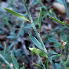 Santalaceae - Sandelholzgewächse