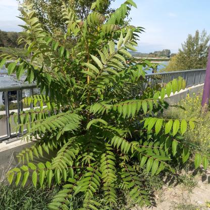 Ailanthus altissima, Götterbaum - 17.10.2022 Südfrankreich, An der Rhône bei Tarascon