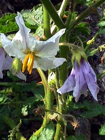 Solanum sisymbrifolium, Raukenblättriger Nachtschatten - 30.09.2000 Nürnberg, Südfriedhof