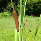 Typhaceae - Rohrkolbengewächse