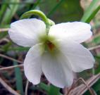 Violaceae - Veilchengewächse