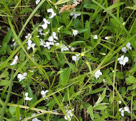 Viola persicifolia, Moor-Veilchen - 15.05.2021 Ortenau, Neuried, Müllensee