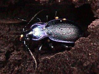 Carabus problematicus, der Blauviolette Wald-Laufkäfer, Carabidae