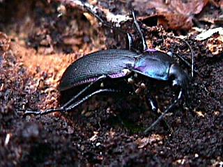 Carabus purpurascens, Carabidae