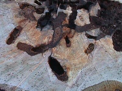 Nahaufnahme von dem abgesägten Holz am 12.04.2003