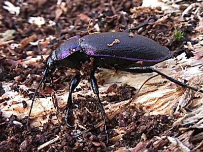 Carabus purpurascens, Carabidae - leicht zu verwechseln mit Carabus violaceus