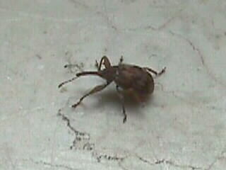 Die Käfer sind ca. 6 mm lang