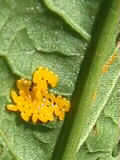 Auf derselben Pflanze die orangefarbigen kleinen Eier des Blattkäfers Gastrophysa viridula!